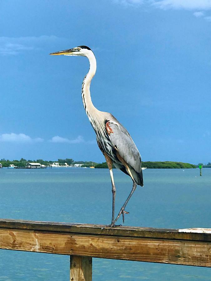 Shorewalk Full Condo Lake View Near To Beach Img Bradenton Eksteriør bilde